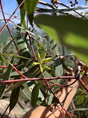 Eucalyptus kabiana