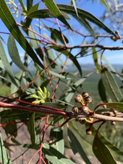 Eucalyptus kabiana