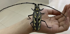 Batocera lineolata