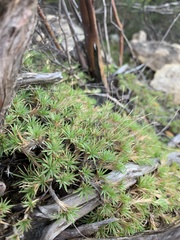 Micraira subulifolia