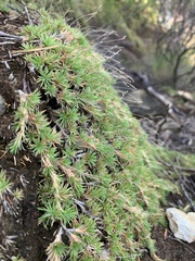 Micraira subulifolia