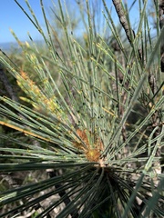 Allocasuarina filidens