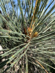 Allocasuarina filidens