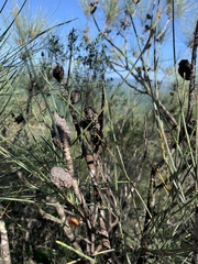 Allocasuarina filidens