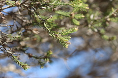 Melaleuca halmaturorum