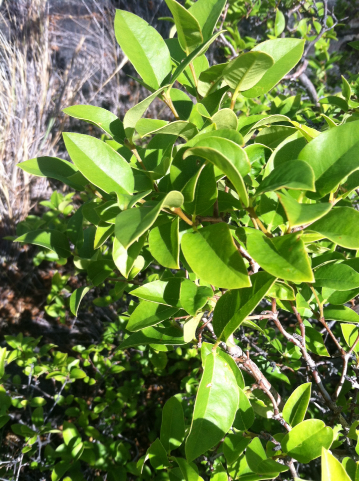 Wikstroemia sandwicensis