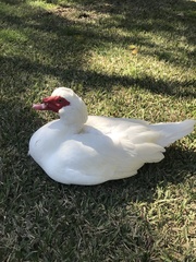 Cairina moschata domestica
