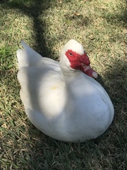 Cairina moschata domestica