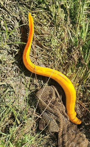 Australische kortvinpaling (Anguilla australis) — Anguillidae — 2