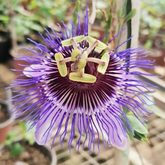 Passiflora amethystina × caerulea