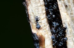 Ochetellus punctatissimus