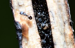 Ochetellus punctatissimus