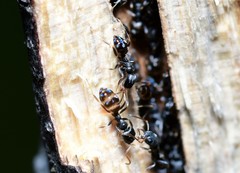 Ochetellus punctatissimus