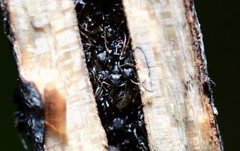 Ochetellus punctatissimus