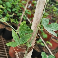 Passiflora amethystina × caerulea