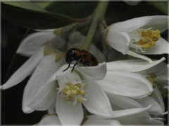 Coptocephala pallens