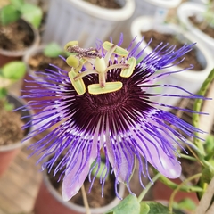 Passiflora amethystina × caerulea