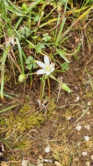 Ornithogalum exscapum, photograph (c) Andrea Meucci, some rights reserved (CC BY-SA)