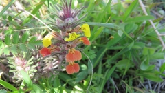 Ajuga chamaepitys