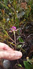 Disperis capensis
