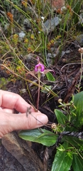 Disperis capensis