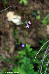 Arabis verna