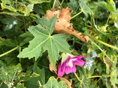 Malva assurgentiflora glabra