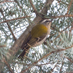 Regulus ignicapilla