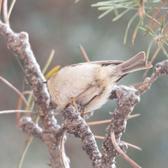 Regulus ignicapilla