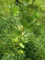 Vicia faba