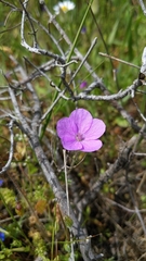 Erodium subintegrifolium