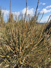 Ephedra fragilis