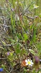 Erodium subintegrifolium