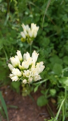 Allium erdelii