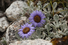 Aster prainii