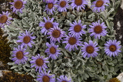 Aster prainii