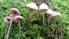 Entoloma conicum