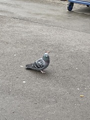 Columba livia domestica