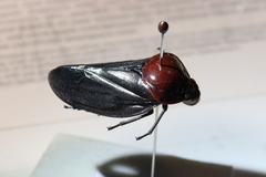 Simeliria funeralis