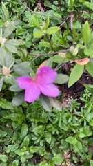 Rhododendron