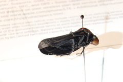 Simeliria funeralis