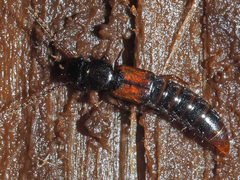 Siagonium quadricorne