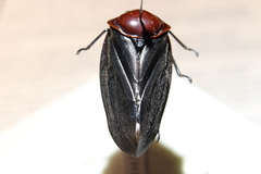 Simeliria funeralis