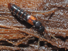 Siagonium quadricorne