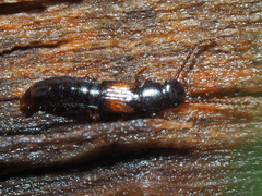 Siagonium quadricorne