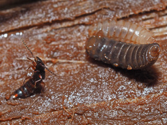 Siagonium quadricorne