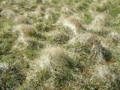 Cortaderia pilosa