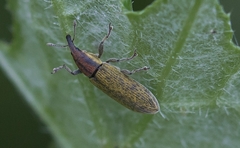 Epimeces