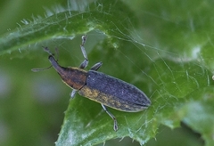 Epimeces