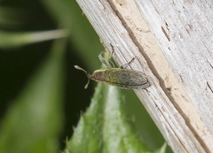 Epimeces